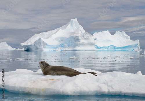 Leopard seal resting on ice floe, looking at the photographer, with icebergs in background, cloudy day with blue stripes in the sky, Antarctic peninsula