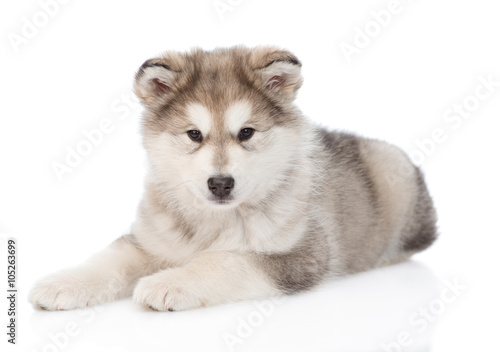 Alaskan malamute puppy lying. isolated on white background