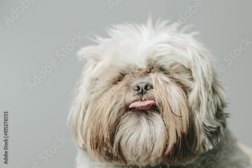 Tongue out on a cute white hairy pet dog