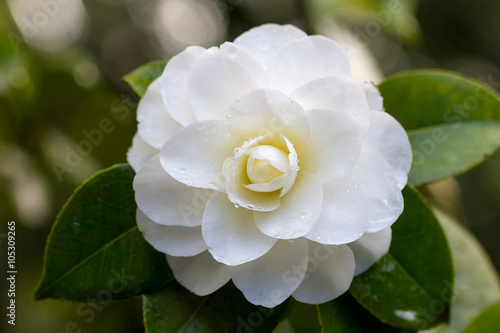 White Camellia Flower Macro