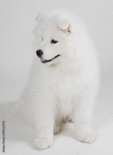 Lovely Samoyed puppy (on a light gray background)