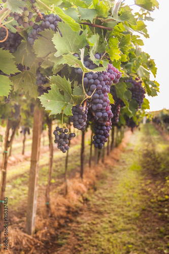 Rows of grapes in a vineyard