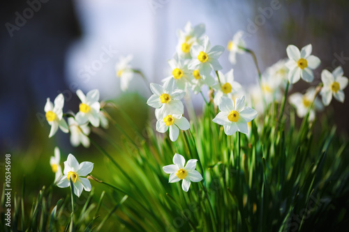 Blooming daffodils. Flowering white narcissus at springtime. Spring flowers. Shallow depth of field. Selective focus.