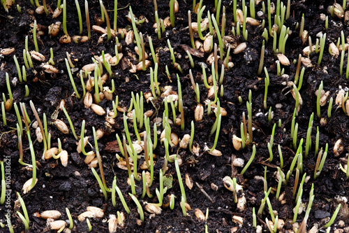 Growing wheat sprouts