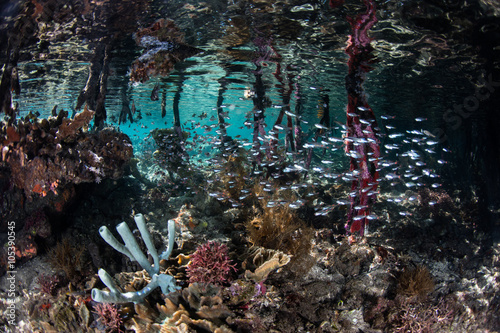 Marine Biodiversity in Raja Ampat Mangrove