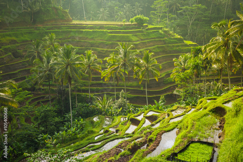 Piękni ryżowi tarasy w ranku zaświecają blisko Tegallalang wioski, Ubud, Bali, Indonezja.