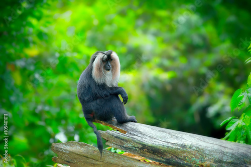 Wild Lion-tailed Macaque