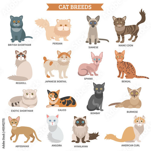 Cat breed set