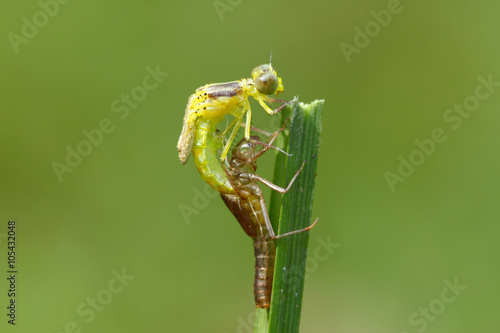 New life damselfly come from the slough