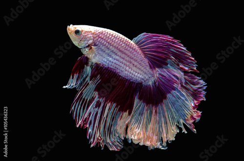 Betta Siamese aquarium fighting fish, black background