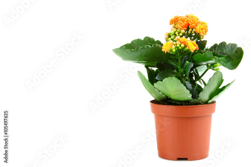 beautiful flower in pot isolated on white background