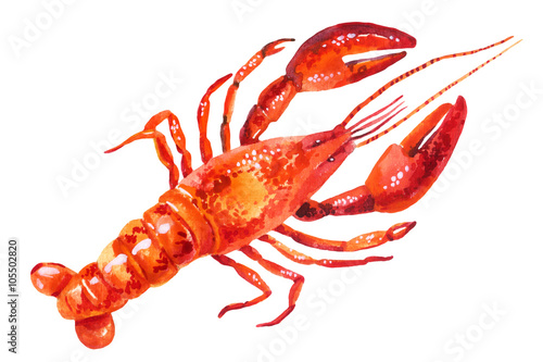 Watercolor illustration of lobster