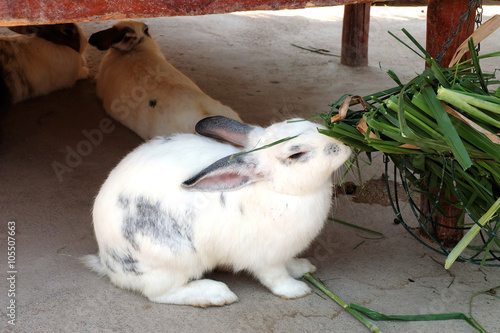 Eating white and gray bunny