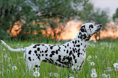 Portrait of posing beautiful dalmatian