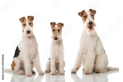 Drei Foxterrier