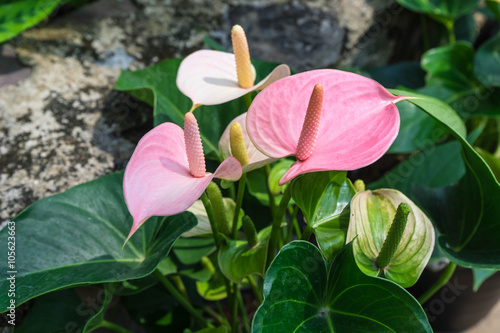 pink spadix flower