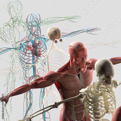 Human anatomy exploded view, deconstructed showing separate parts, muscles, organs, bones. Creative color palettes and designer detail.