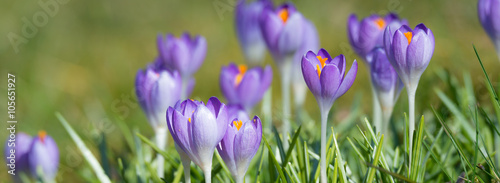 Blühende Krokusse im Frühling