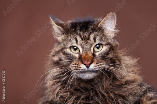 Angry maine coon cat on brown background