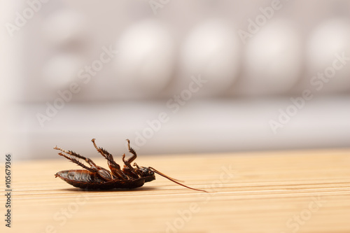 Dead cockroaches in an apartment kitchen. Inside high-rise buildings. Fight with cockroaches in the apartment. Extermination.