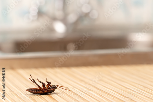 Dead cockroaches in an apartment house on the background of the