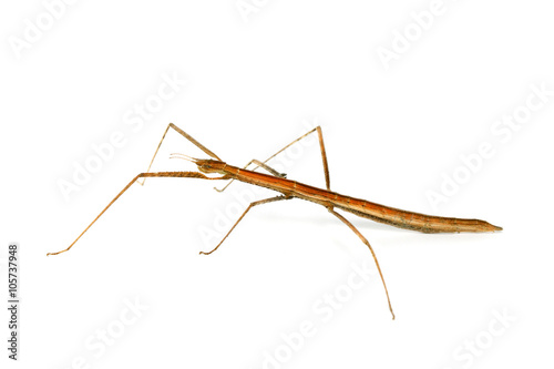 Stick Insect (walking sticks/stick-bugs/ phasmids/ghost insects) from Southeast Asia on white background