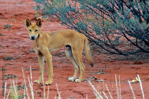 Dingo im Australischen Outback