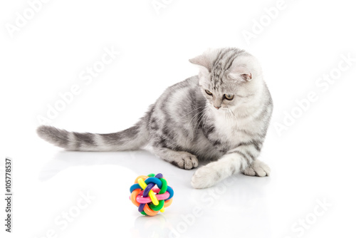 Cute tabby kitten playing toy