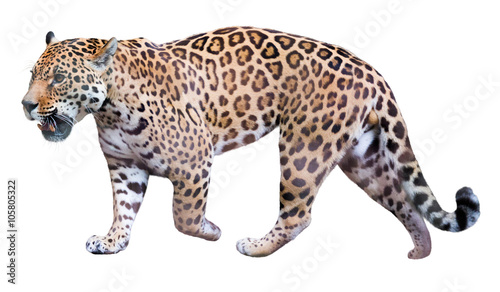 movement jaguar