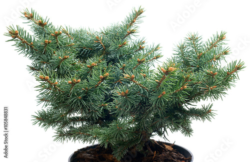  Picea pungens Glauca Globosa