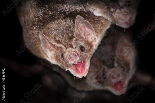 Common vampire bats (Desmodus rotundus)