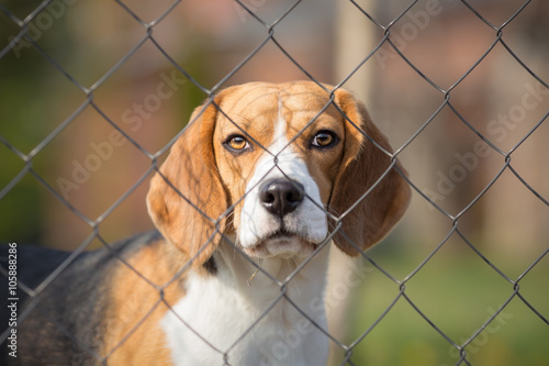Cute dog behind fence portrait