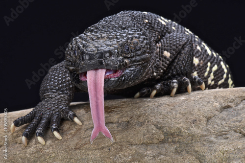 Guatemalan beaded lizard (Heloderma charlesbogerti)