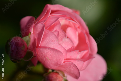 Roze roos closeup