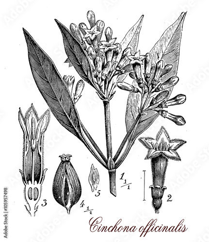 Cinchona officinalis medical plant, botanical vintage engraving