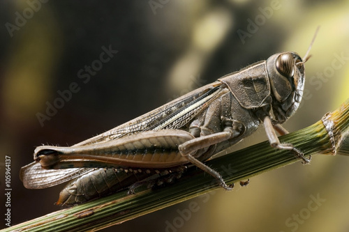 Grasshopper on fennel
