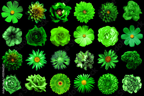 Mix collage of natural and surreal green flowers 24 in 1: peony, dahlia, primula, aster, daisy, rose, gerbera, clove, chrysanthemum, cornflower, flax, pelargonium isolated on black
