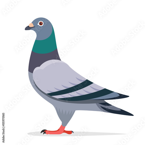 Pigeon vector character