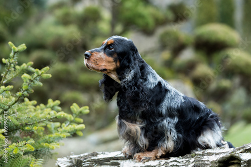 portrait of sitting english cocker spaniel