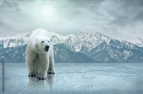 White polar bear on the ice