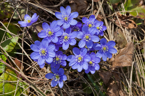 Blooming liverwort (hepatica nobilis) in the spring.