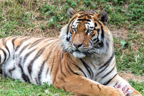 La tigre con lo sputino