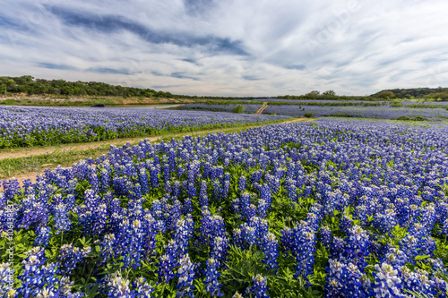 Beautiful Texas bluebonnet field at Muleshoe Bend Recreation Area, Austin, TX