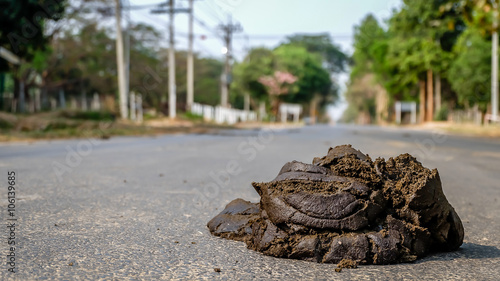 a stinky poo in middle of the road