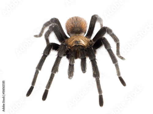 Aphonopelma hentzi, the Texas Brown tarantula, (also known as Ok