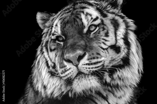 Bold contrast black and white tiger face close-up