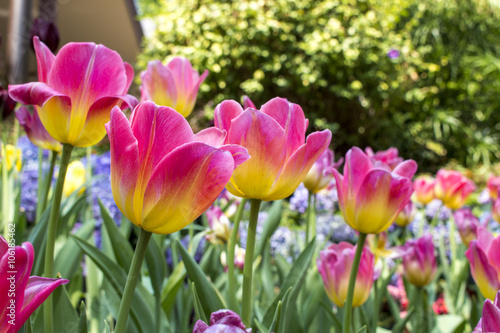 Pink and yellow tulips in the summer garden