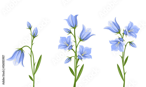 Vector set of blue bluebell flowers isolated on a white background.