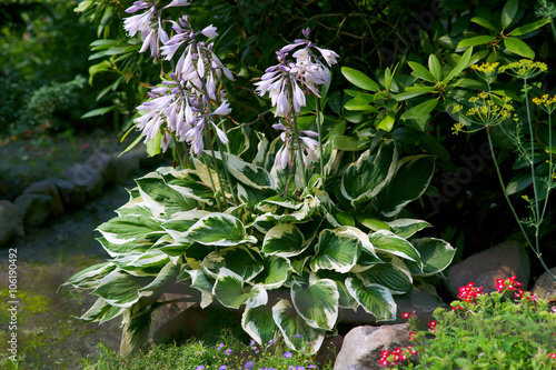 Hosta in a garden