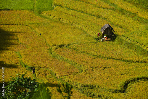 terrace rice field in asia